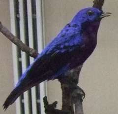 Purple-Breasted Cotinga photo 1