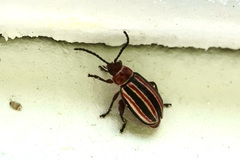 Disonycha admirabila