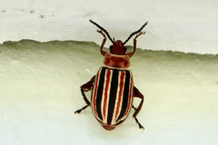 Disonycha admirabila