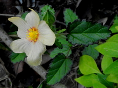 Sida