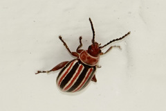 Disonycha admirabila