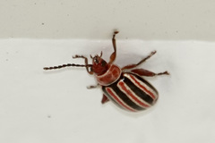 Disonycha admirabila