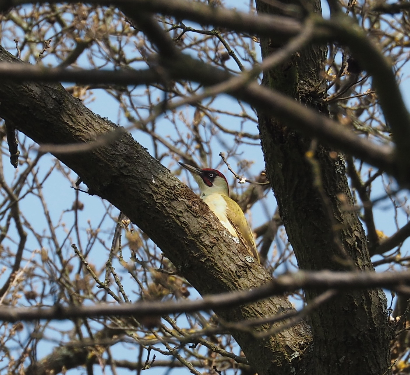 European Green Woodpecker