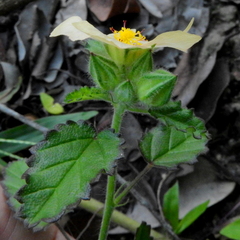 Sida