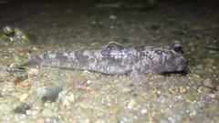 Periophthalmus modestus