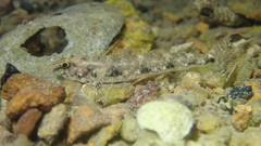 Favonigobius reichei