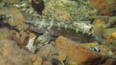 Eleotris acanthopomus