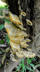 Polyporaceae