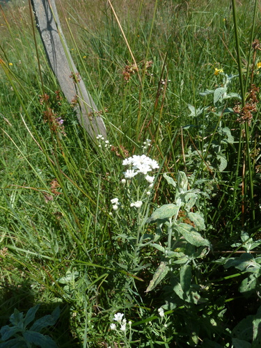 Image of Achillea pyrenaica by (c) aroche, some rights reserved (CC BY)