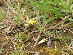 Taraxacum palustre