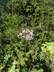 Adenostyles alliariae