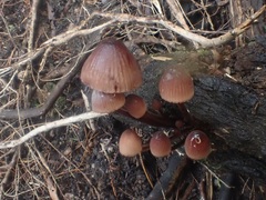 Mycena kurramulla