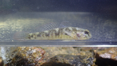 Acentrogobius multifasciatus