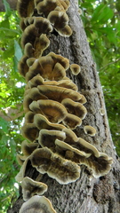 Polyporaceae