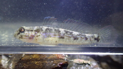 Acentrogobius