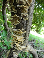 Polyporaceae