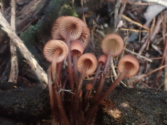 Mycena kurramulla