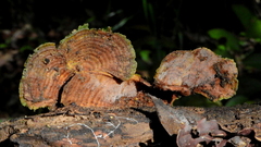 Fungi