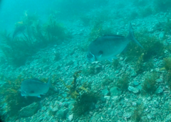 Latridopsis ciliaris