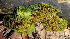 Fungi