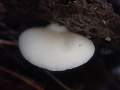 Crepidotus nephrodes