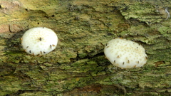 Fungi