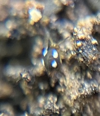 Sminthurinus quadrimaculatus