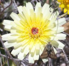 Heliolonche joaquinensis