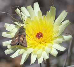 Heliolonche joaquinensis