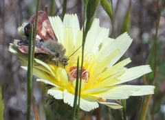 Heliolonche joaquinensis