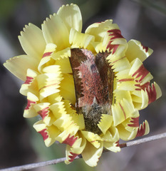 Heliolonche joaquinensis