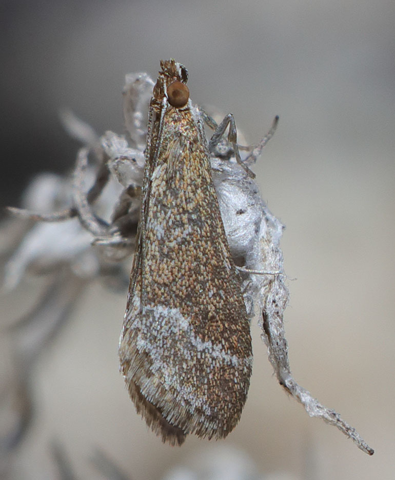 Lethal Pyrausta
