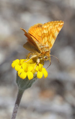 Xanthothrix neumoegeni