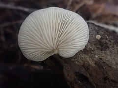 Crepidotus nephrodes