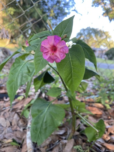 Mirabilis jalapa image