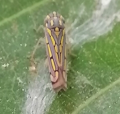 Apogonalia stalii