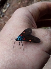 Cyanopepla fastuosa