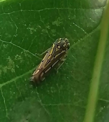 Apogonalia stalii