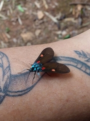 Cyanopepla fastuosa