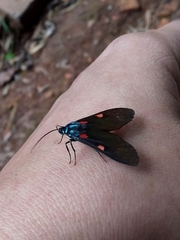 Cyanopepla fastuosa