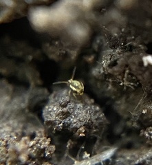 Sminthurinus elegans