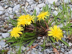 Taraxacum palustre