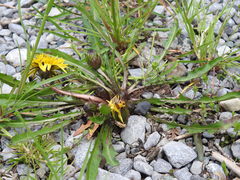 Taraxacum palustre