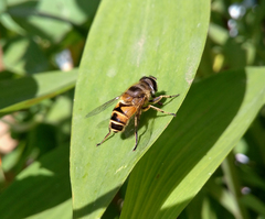 Eristalis cerealis