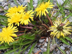 Taraxacum palustre