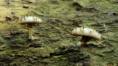 Fungi