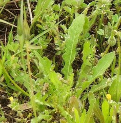 Leontodon longirostris