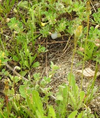 Leontodon longirostris