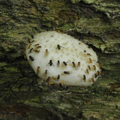 Fungi