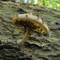 Fungi